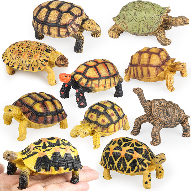 Kids Without Education - Oenux Reptile Animals Star Turtle Tortoise